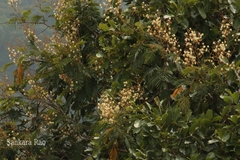 Acacia pennata